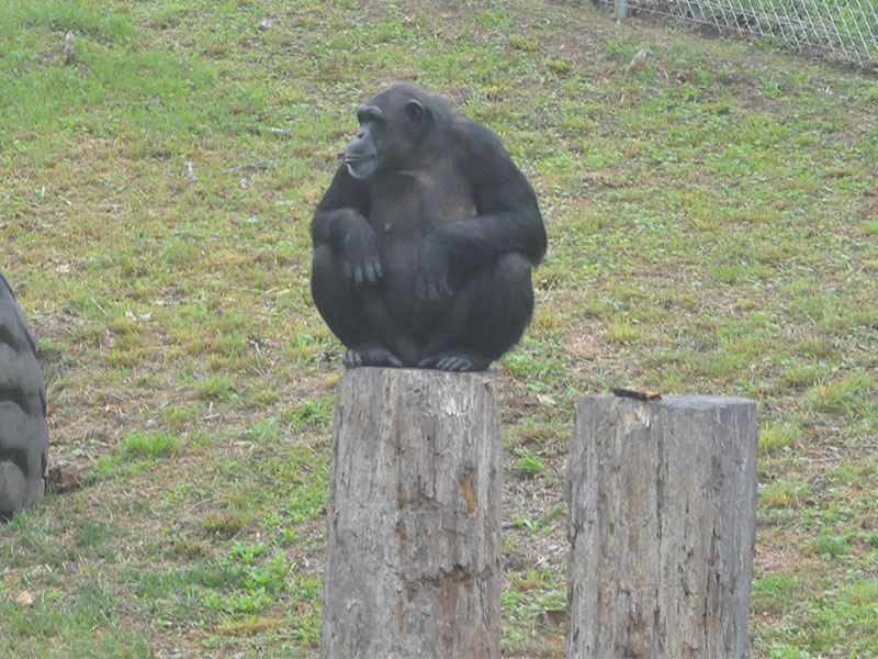 This chimp knew what folks were doing as he got up on the stump and posed for all the cameras after the ribbon cutting.