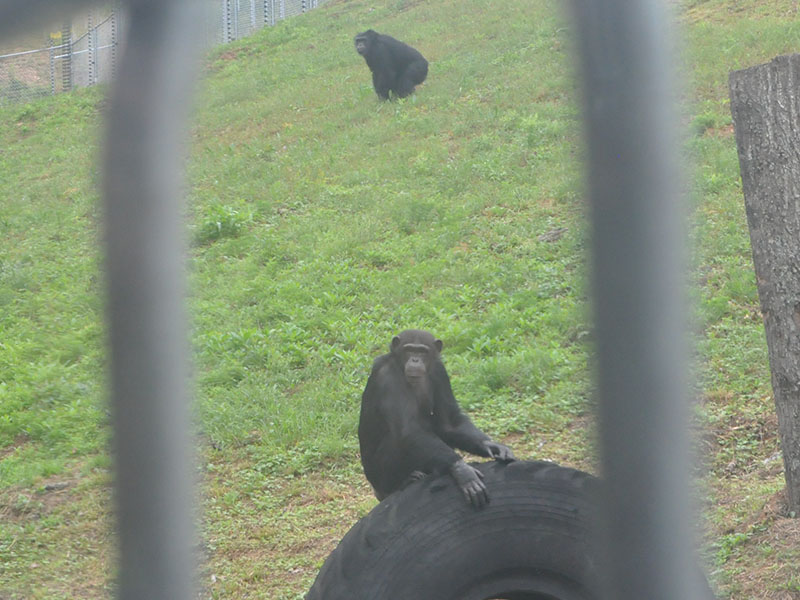This chimp loved climbing and playing on the big tire out in the new habitat. 